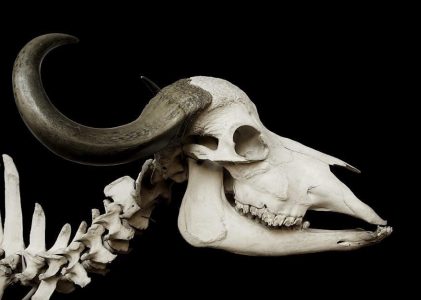 anatomy & physiology for dummies pdf