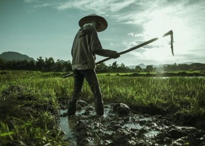 cuisinart rice cooker manual