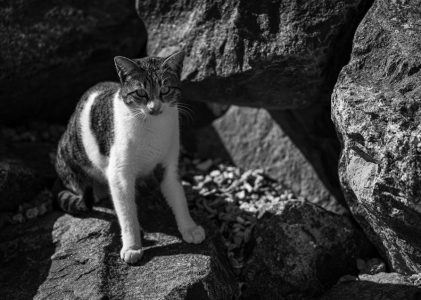 wild cheryl strayed pdf