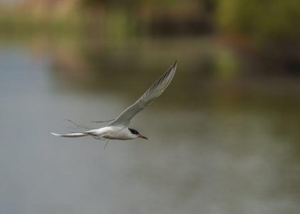 michigan waterfowl hunting guide