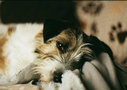 a film theorist’s companion pdf