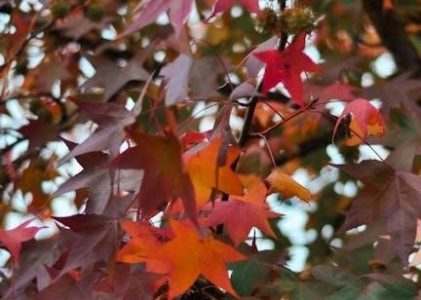 acer velocity shaft trimming instructions