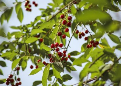 the cherry orchard pdf