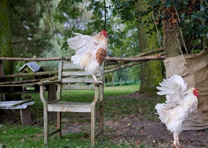 rocking chair plans free pdf