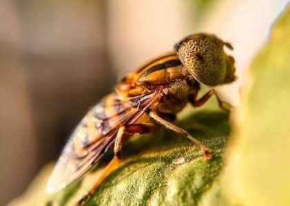 campbell biology third canadian edition pdf