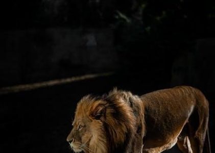 lion witch wardrobe pdf