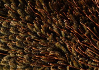 decking bearers and joists australian standards pdf