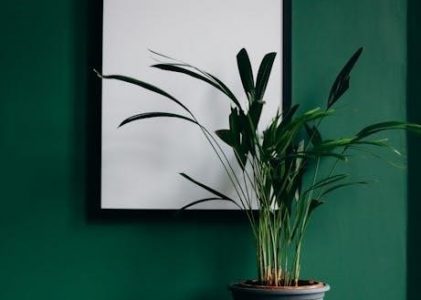 blank plant cell diagram to label pdf