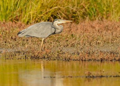 wade in the water lyrics pdf