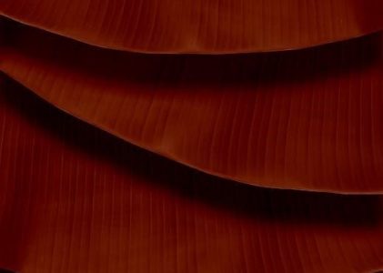 vineland 3 parent/caregiver form pdf