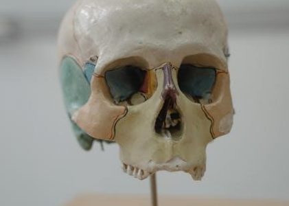 visual anatomy and physiology lab manual